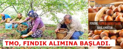 Tmo, Fındık Alımına Başladı.