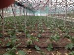 Tek Çatı Altında En Büyük Serada Üretim Yapıyor